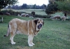 Filename=Soltero.jpg
Filesize=111KiB
Dimensions=1085x765
Date added=%004 %22, %2011 Soltero.jpg
