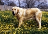 Filename=SultanT-(2).jpg
Filesize=141KiB
Dimensions=1081x765
Date added=%004 %22, %2011 SultanT-(2).jpg