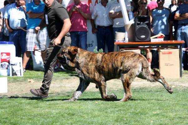 Tigrin de los Zumbos: EXC 1, Open Class Males, Best Movement, Ávila, Spain 21.09.2013
Zangarron de los Zumbos X Pastora de los Zumbos
Born 06.11.2010
Keywords: 2013 zumbos