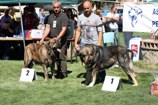 Best male,  Ávila, Spain 21.09.2013
2. Tigrin de los Zumbos  (Zangarron de los Zumbos X Pastora de los Zumbos) Born 06.11.2010
1. CH Tango de Filandón (Ronco de Reciecho X Duquesa) Born 04.08.2009
Keywords: 2013