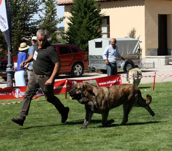 Tigrin de los Zumbos: EXC 1, Open Class Males, Best Movement, Ávila, Spain 21.09.2013
Zangarron de los Zumbos X Pastora de los Zumbos
Born 06.11.2010
Keywords: 2013 zumbos