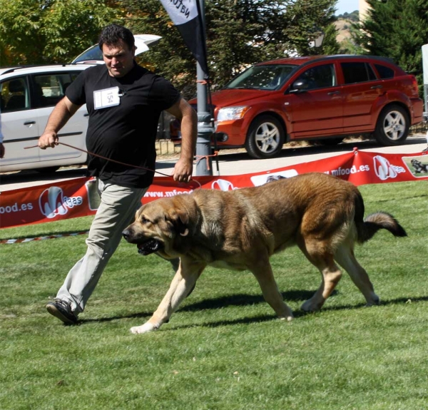 Bea de Calella de Otur, Open Class Females, Ávila, Spain 21.09.2013
Tigre X Sela de Fuentemimbre
Born 24.11.2010
Keywords: 2013 calellaotur