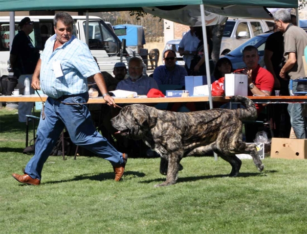 Senda de Laciana: EXC 1, Open Class Females, Ávila, Spain 21.09.2013
Rompe I de los Zumbos x CH Tartesa de la Aljabara 
Born 26.01.2011
Keywords: 2013 laciana