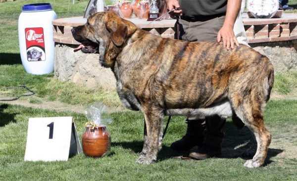 Tigrin de los Zumbos: EXC 1, Open Class Males, Best Movement, Ávila, Spain 21.09.2013
Zangarron de los Zumbos X Pastora de los Zumbos
Born 06.11.2010
Keywords: 2013 zumbos