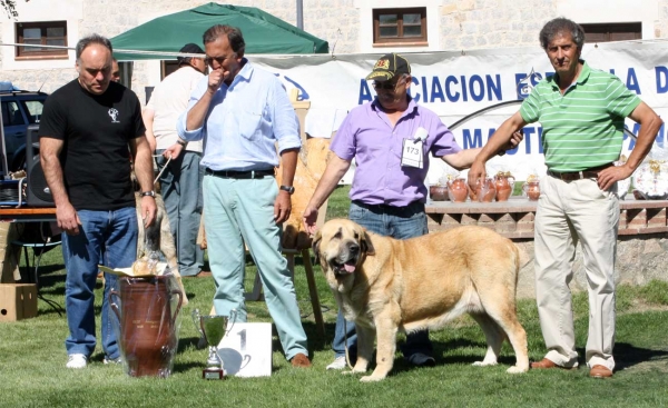 CH Bimba de Autocan: BIS, EXC 1 Campeones Hembras, Ávila, Spain 21.09.2013
Chico de Autocan X Ofelia de Autocan
Born: 19.09.2009


Keywords: 2013 autocan