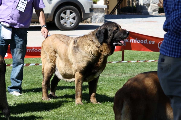 Señorita de Autocan: EXC 2 Open Class Females, Ávila, Spain 21.09.2013
Midas de Autocan x CH Señora de Autocan 
Born 18.08.2008

Keywords: 2013 autocan