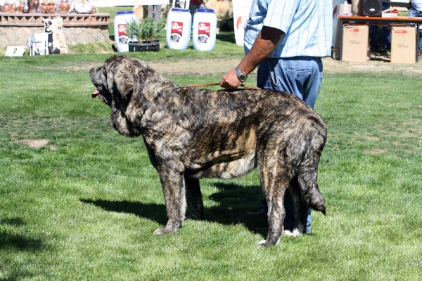 Senda de Laciana: EXC 1, Open Class Females, Ávila, Spain 21.09.2013
Rompe I de los Zumbos x CH Tartesa de la Aljabara 
Born 26.01.2011
Keywords: 2013