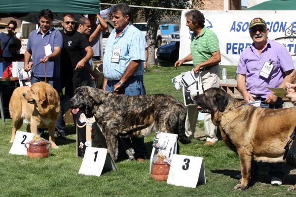 Open Class Females, Ávila, Spain 21.09.2013
3. ?
1. Senda de Laciana (Rompe I de los Zumbos x CH Tartesa de la Aljabara) Born 26.01.2011
3. Señorita de Autocan (Midas de Autocan x CH Señora de Autocan) Born 18.08.2008

Keywords: 2013