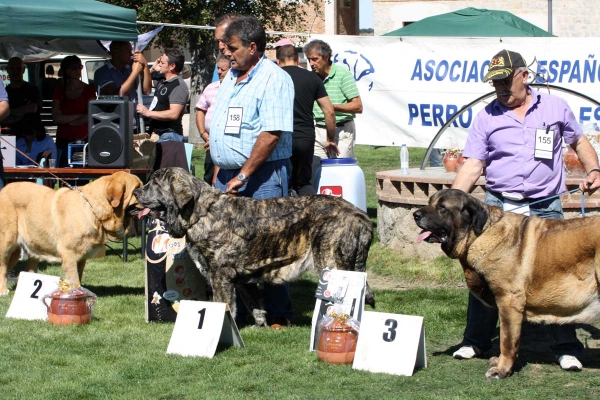 Open Class Females, Ávila, Spain 21.09.2013
3. ? 
1. Senda de Laciana (Rompe I de los Zumbos x CH Tartesa de la Aljabara) Born 26.01.2011
3. Señorita de Autocan (Midas de Autocan x CH Señora de Autocan) Born 18.08.2008

Keywords: 2013