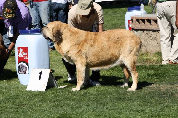 CH Bimba de Autocan: BIS, EXC 1 Campeones Hembras, Ávila, Spain 21.09.2013
Chico de Autocan X Ofelia de Autocan
Born: 19.09.2009


Keywords: 2013 autocan