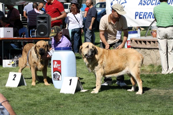 Champion Females, Ávila, Spain 21.09.2013
2. CH Chiqui (Neron de Autocan x Babiana) Born 15.01.2009
1. Bimba de Autocan (Chico de Autocan X Ofelia de Autocan) Born: 19.09.2009
Keywords: 2013 autocan