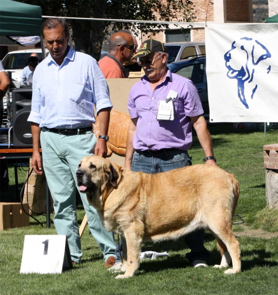 CH Bimba de Autocan: BIS, EXC 1 Champion Females, Ávila, Spain 21.09.2013
Chico de Autocan X Ofelia de Autocan
Born: 19.09.2009
Keywords: 2013 autocan