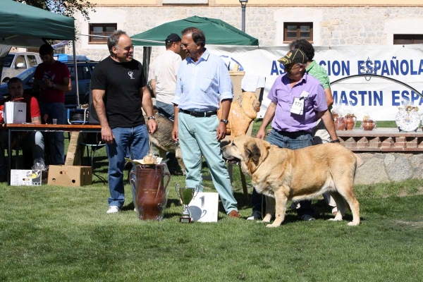 CH Bimba de Autocan: BIS, EXC 1 Champion Females, Ávila, Spain 21.09.2013
Chico de Autocan X Ofelia de Autocan
Born: 19.09.2009
Keywords: 2013 autocan