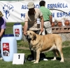 Filename=IMG-6407-173--campeoneshembras.jpg
Filesize=138KiB
Dimensions=1000x971
Date added=%740 %30, %2013 IMG-6407-173--campeoneshembras.jpg