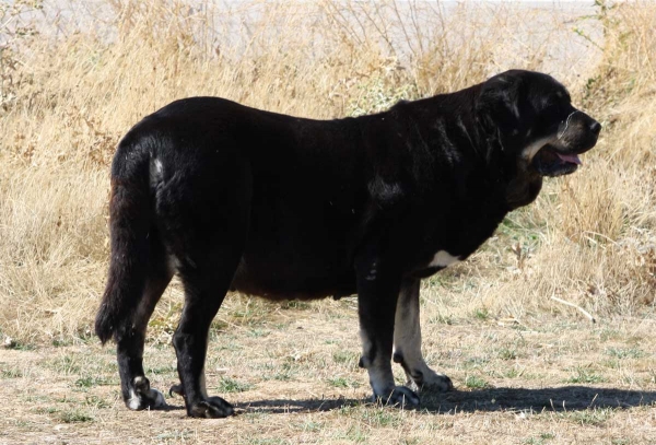 Mastín owned by Gustavo, Ávila 2013
