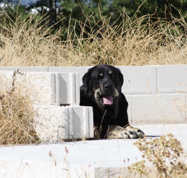 Mastín owned by Gustavo, Ávila 2013
