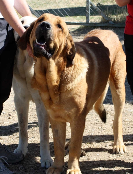 Mastín owned by Gustavo, Ávila 2013
