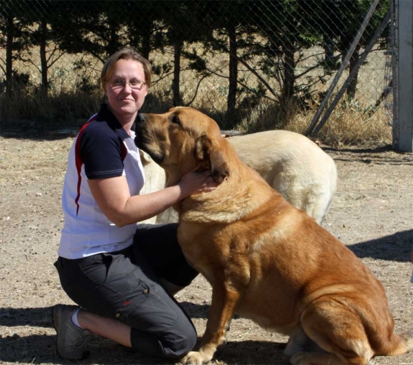 Mastín owned by Gustavo, Ávila  2013 - with Emma from Sweden
