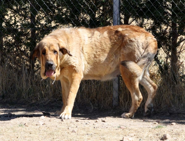 Mastín owned by Gustavo, Ávila 2013
