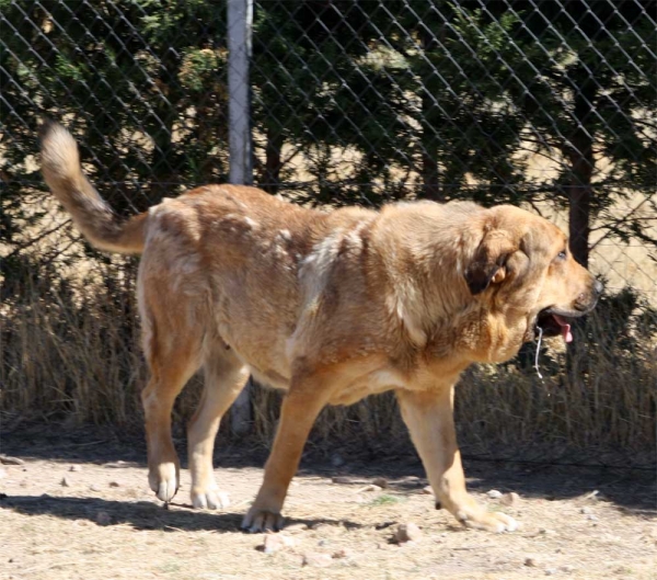 Mastín owned by Gustavo, Ávila 2013
