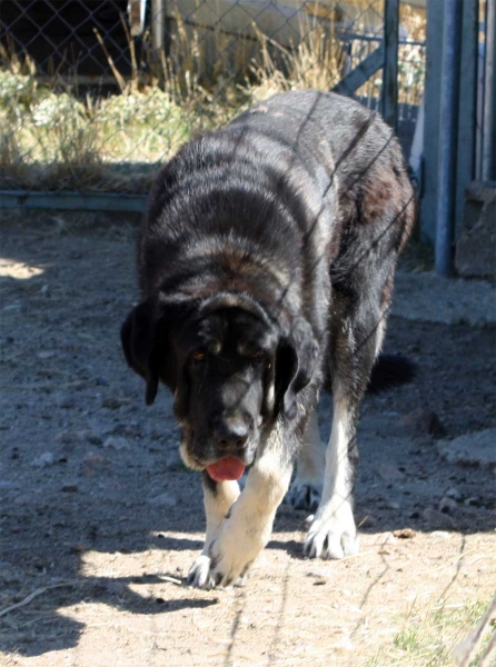 Mastín owned by Gustavo, Ávila 2013
