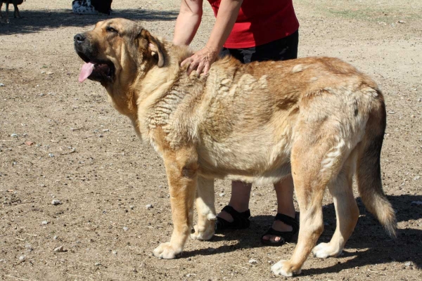 Mastín owned by Gustavo, Ávila 2013
