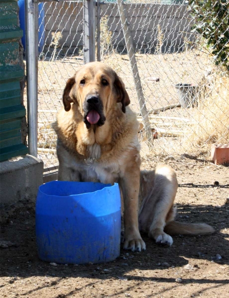 Mastín owned by Gustavo, Ávila 2013
