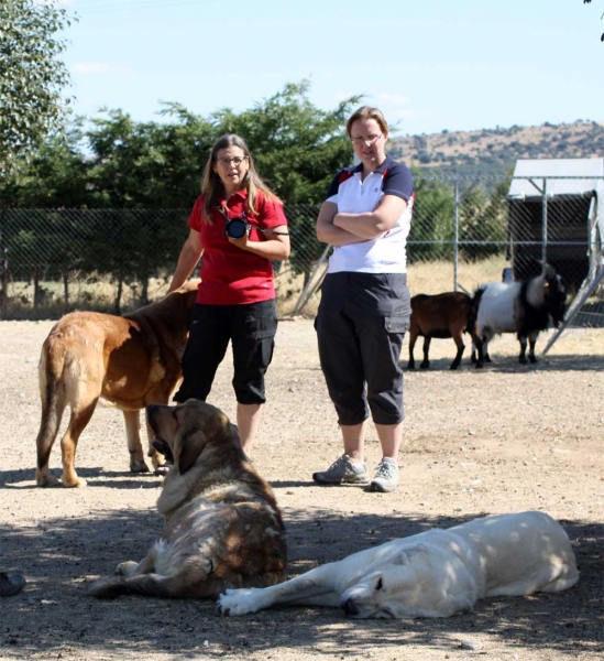 Mastínes owned by Gustavo, Ávila 2013 - with Annelie and Emma from Sweden
