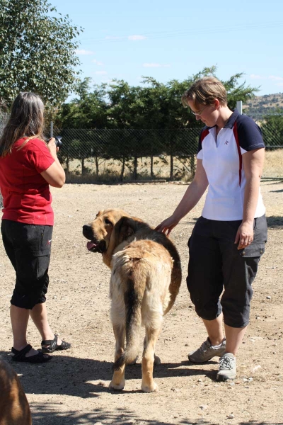 Mastín owned by Gustavo, Ávila 2013 - with Annelie and Emma from Sweden
