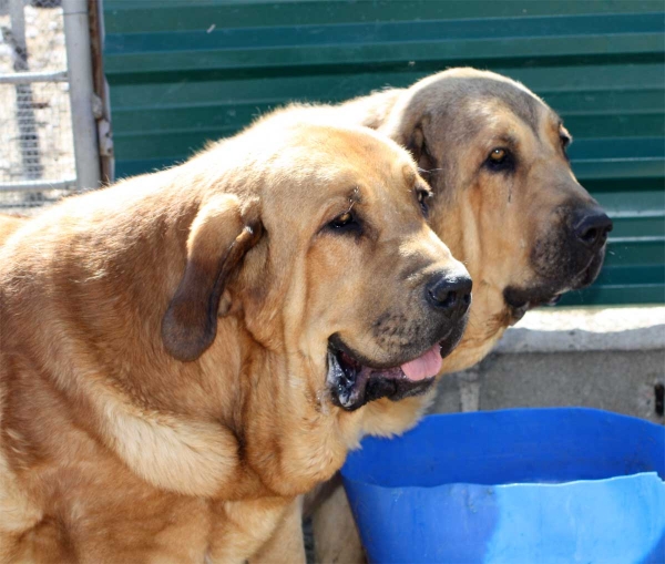 Mastínes owned by Gustavo, Ávila 2013
