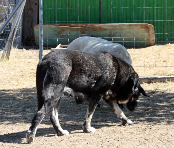 Mastín owned by Gustavo, Ávila 2013 
