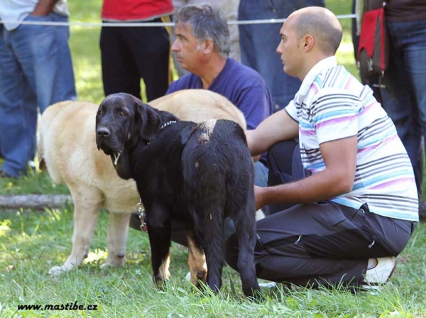 Puppy Class Females, Barrios de Luna 12.09.2010
Keywords: 2010