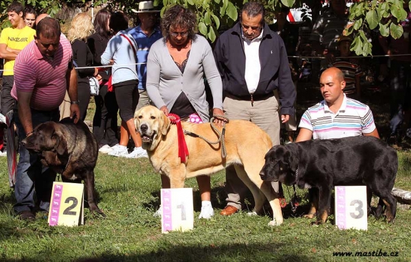 Puppy Class Females, Barrios de Luna 12.09.2010
Keywords: 2010