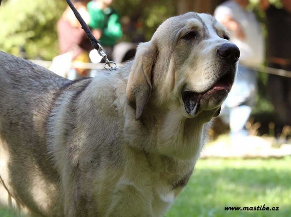 Puppy Class Males, Barrios de Luna 12.09.2010
Keywords: 2010