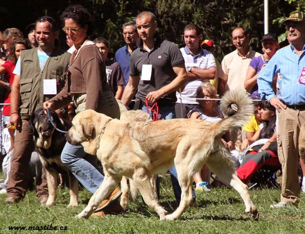 Camelia - Open Class Females, Barrios de Luna 12.09.2010
(Algarrobo X Trufa de Trashumancia) 
Keywords: 2010