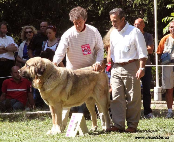 Champion Class Males - Barrios de Luna 12.09.2010
Keywords: 2010 galisancho