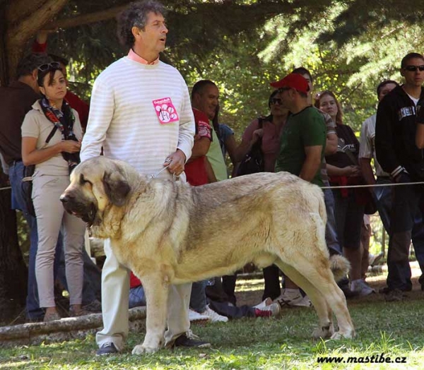 Champion Class Males - Barrios de Luna 12.09.2010
Keywords: 2010 galisancho