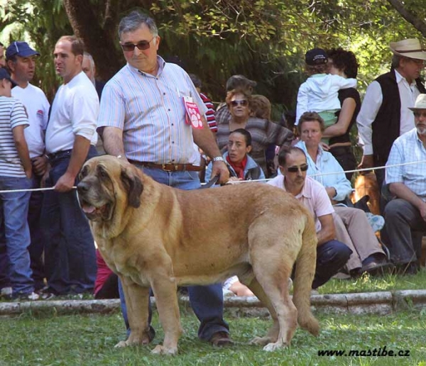 Champion Class Males - Barrios de Luna 12.09.2010
Keywords: 2010