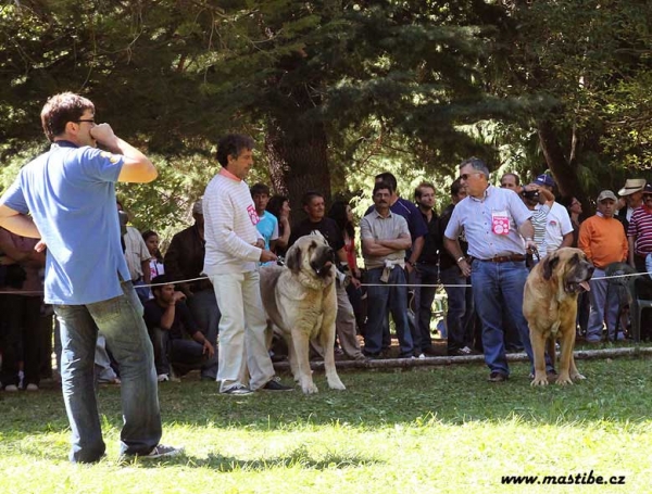 Champion Class Males - Barrios de Luna 12.09.2010
Keywords: 2010