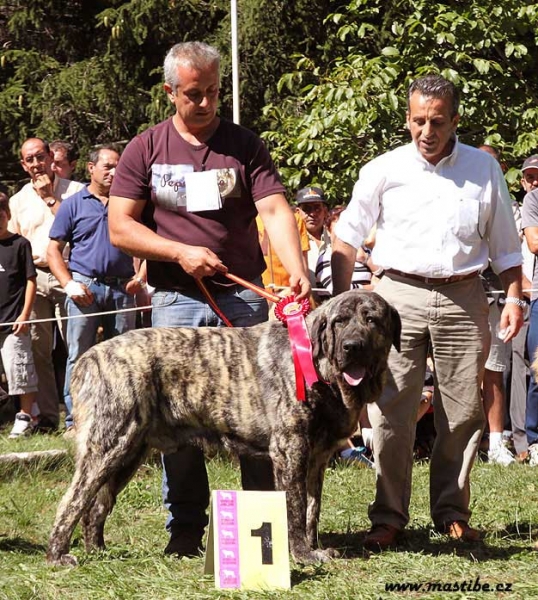 Intermediate Class Males, Barrios de Luna 12.09.2010
Keywords: 2010