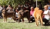 Filename=72barrios-open_males,20.jpg
Filesize=133KiB
Dimensions=987x585
Date added=%530 %02, %2010 72barrios-open_males,20.jpg