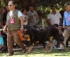Filename=77barrios-open_males,15.jpg
Filesize=67KiB
Dimensions=746x614
Date added=%531 %02, %2010 77barrios-open_males,15.jpg