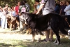 Filename=91barrios-open_males,1.jpg
Filesize=89KiB
Dimensions=870x591
Date added=%531 %02, %2010 91barrios-open_males,1.jpg