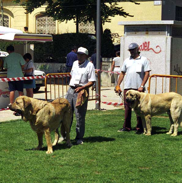 Duque del Valle de Santiago & Enrique - Open Class Males, Especial Razas Españolas, El Escorial, Madrid, 19.07.1998
Keywords: 1998