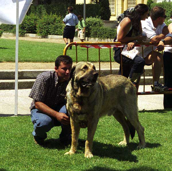 Cronos - Open Class Males, Especial Razas Españolas, El Escorial, Madrid, 19.07.1998 
(Don de Isla Perdida x Bribona de Guanartena) 
Born: 19.03.1995 - Breeder: Francisco Benito, owner: Juan Silla
Keywords: 1998 jusiante