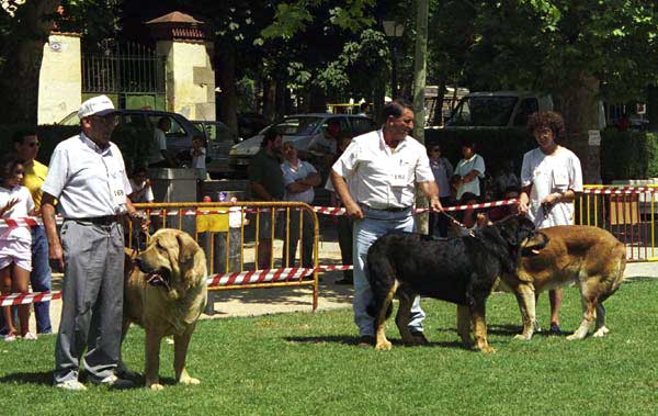 Duque del Valle de Santiago, Truman & Porrete de el Mesto - Open Class Males Especial Razas Españolas, El Escorial, Madrid, 19.07.1998 
Duque: (Poli de las Cañadas x Luna) Born: 10.04.1994 - Breeder & owner: Cecilio López Prieto.
Truman: (Ch. Tigre x Nuca) Born: 28.04.1993 - Breeder: Luis Rabanal, owner: Agustín Fernández Díez 
Porrete: (Ras de Dacamyr X Diana de el Mesto) Born: 08.03.1996 - Breeder & owner: Antonio Cerrato Rodríguez
Keywords: 1998