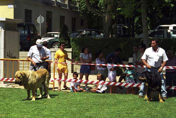 Duque del Valle de Santiago &  Truman - Open Class Males, Especial Razas Españolas, El Escorial, Madrid, 19.07.1998 
Duque: (Poli de las Cañadas x Luna) Born: 10.04.1994 - Breeder & owner: Cecilio López Prieto.
Truman: (Ch. Tigre x Nuca) Born: 28.04.1993 - Breeder: Luis Rabanal, owner: Agustín Fernández Díez 
Keywords: 1998