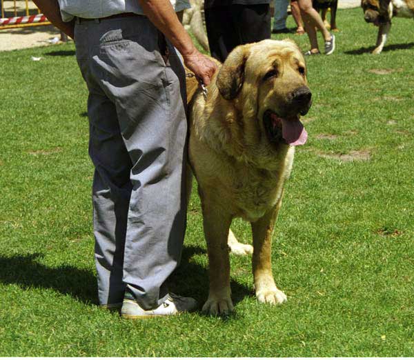 Duque del Valle de Santiago - Open Class Males, Especial Razas Españolas, El Escorial, Madrid, 19.07.1998 
(Poli de las Cañadas x Luna) 
Born: 10.04.1994  
Breeder & owner: Cecilio López Prieto
Keywords: 1998 valle