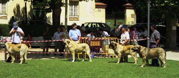 Enrique, Remo, Pegaso de Autocan, Cronos - Open Class Males, Especial Razas Españolas, El Escorial, Madrid, 19.07.1998
Keywords: 1998