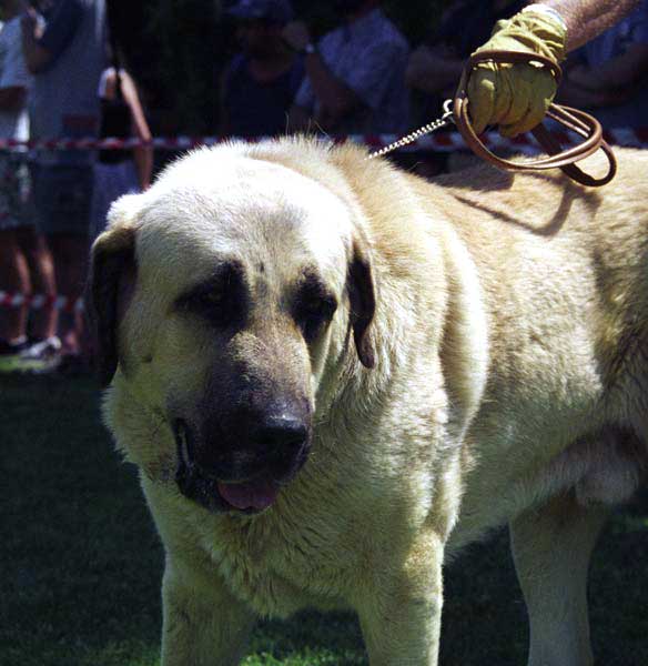 Remo - Open Class Males, Especial Razas Españolas, El Escorial, Madrid, 19.07.1998  
(Ch. Tigre x Dulce de Campollano)
Born: 02.12.1995
Breeder & owner: Luis Rabanal

Keywords: 1998